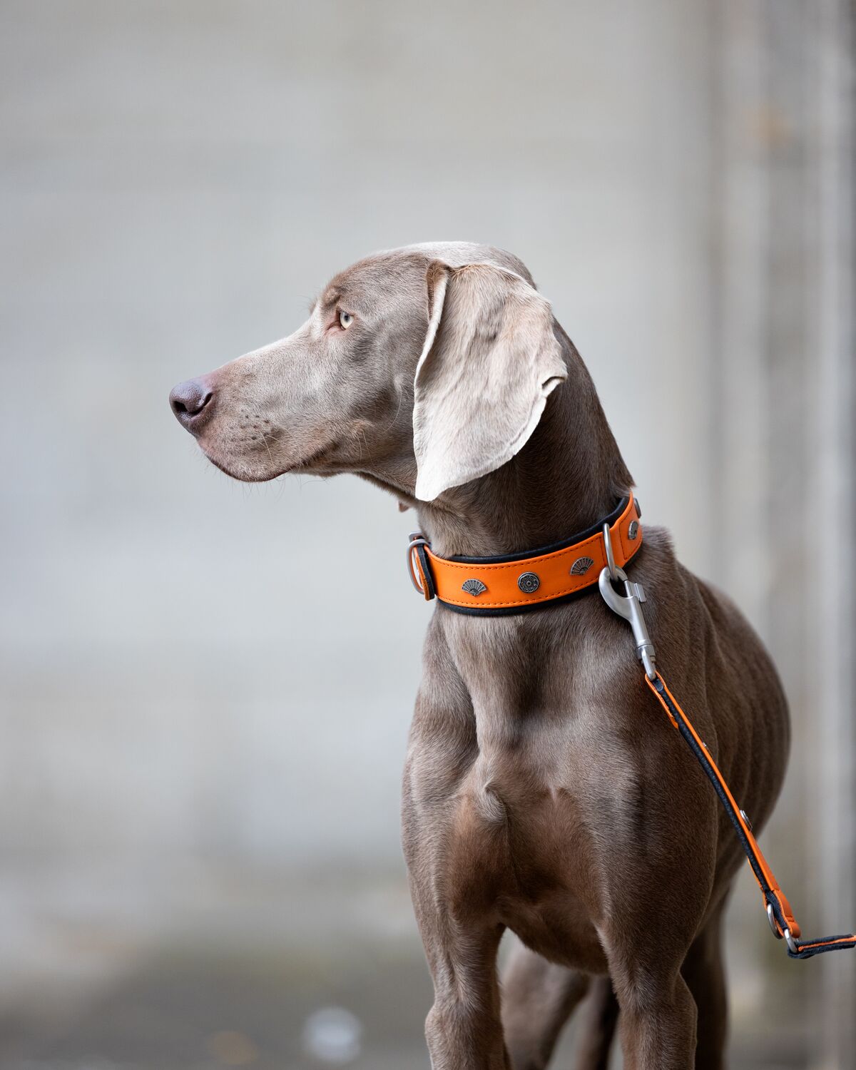 Weimaraner wearing a MiaMilo leather collar and matching leash