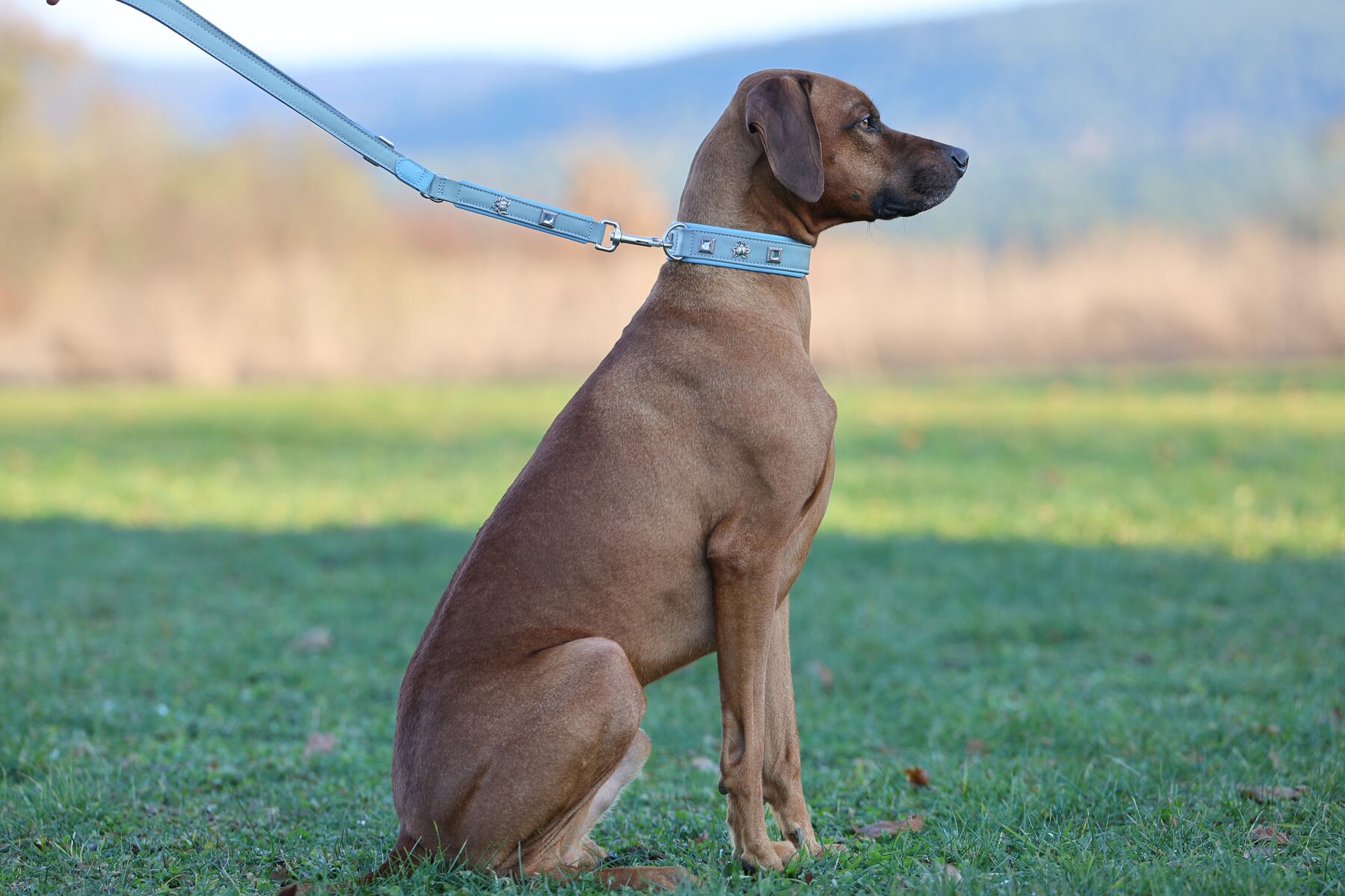 Rhodesian Ridgeback in a MiaMilo leather collar and matching leash, outdoors
