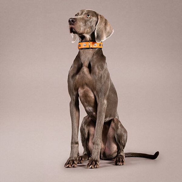 MiaMilo Collar