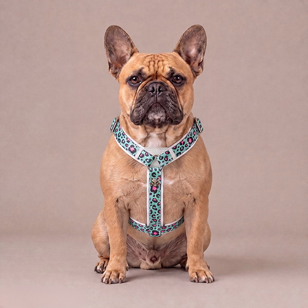 MiaMilo Soho Harness