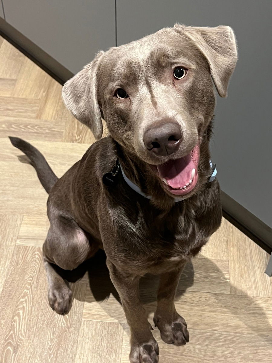 Hugo_therescuesilverlabrador