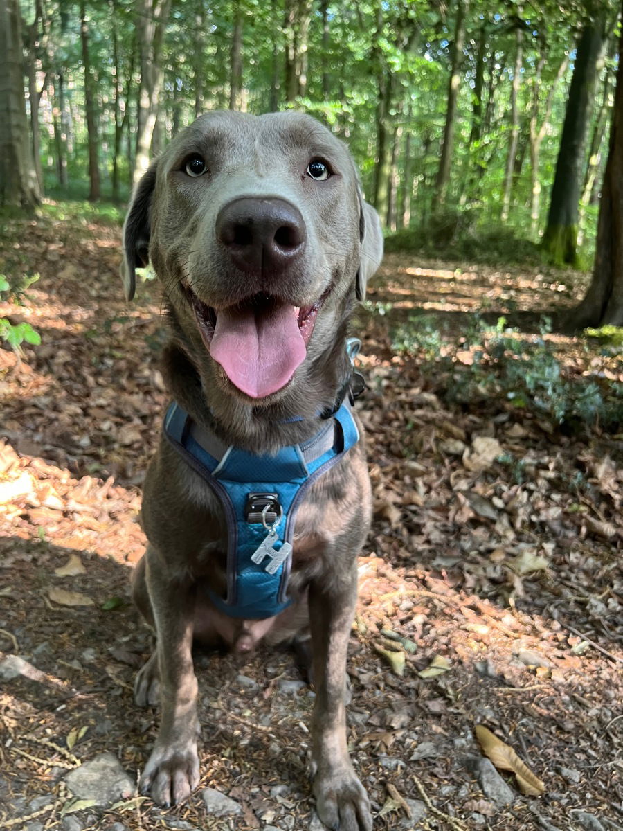 Hugo_therescuesilverlabrador