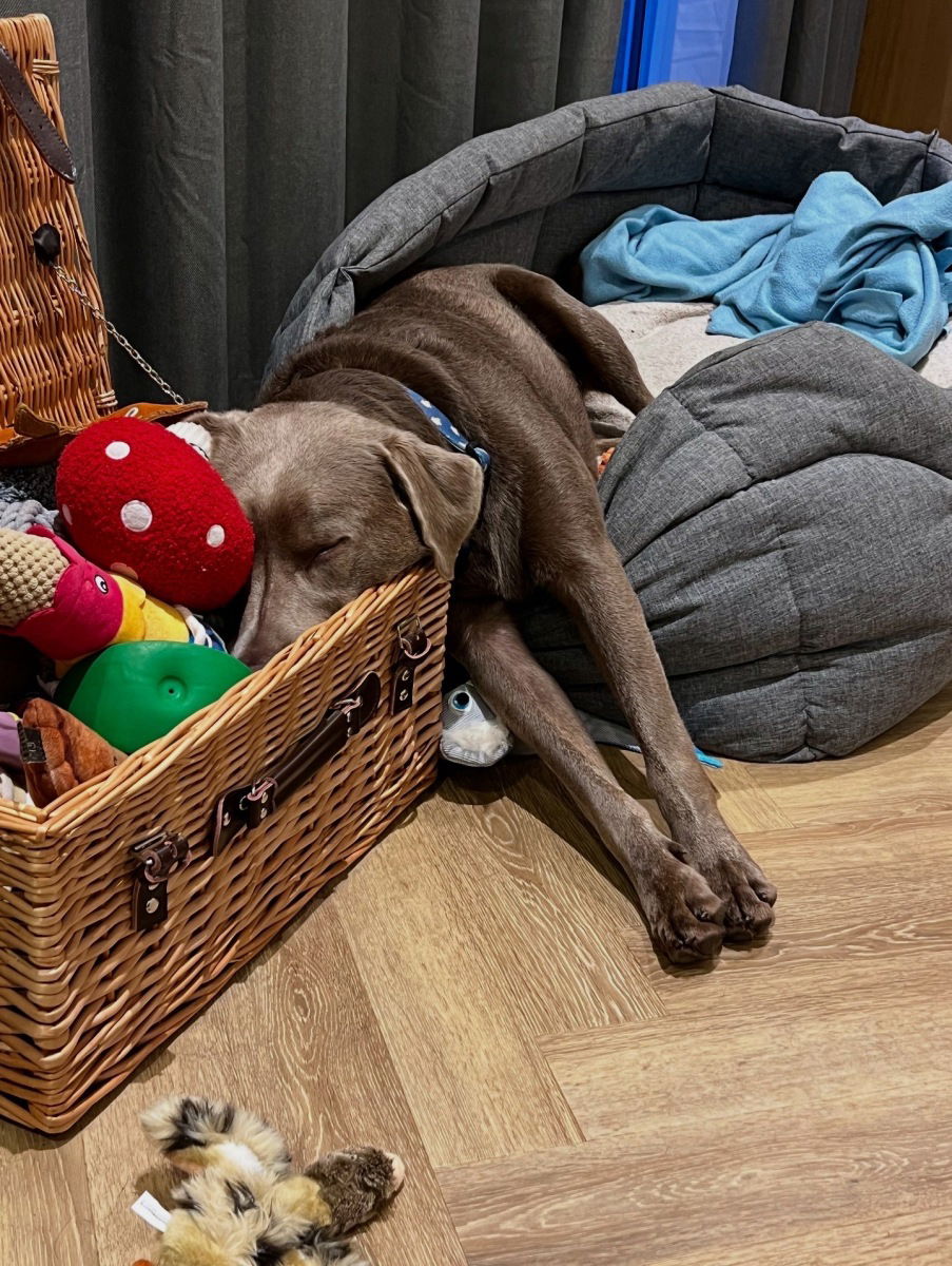 Hugo_therescuesilverlabrador