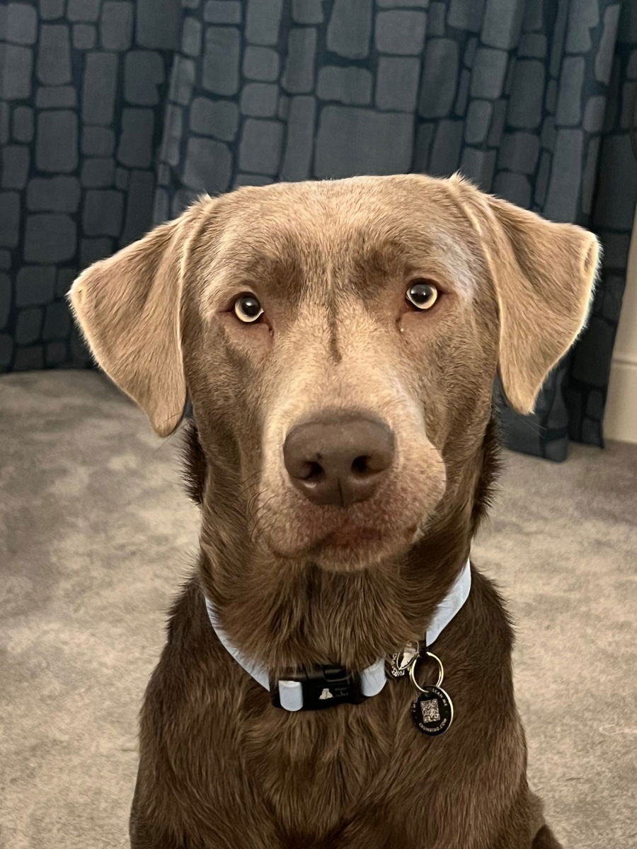 Hugo_therescuesilverlabrador